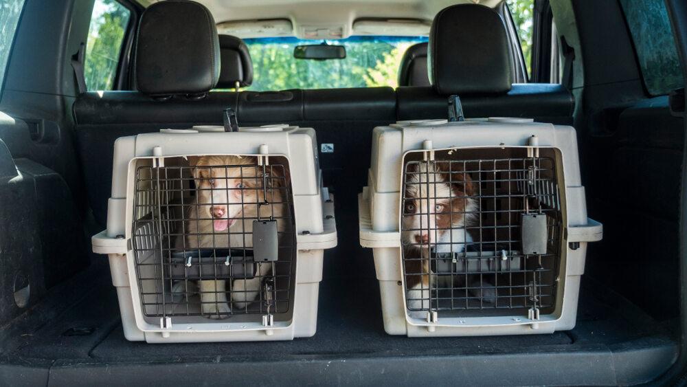 animal-transport-services.jpg