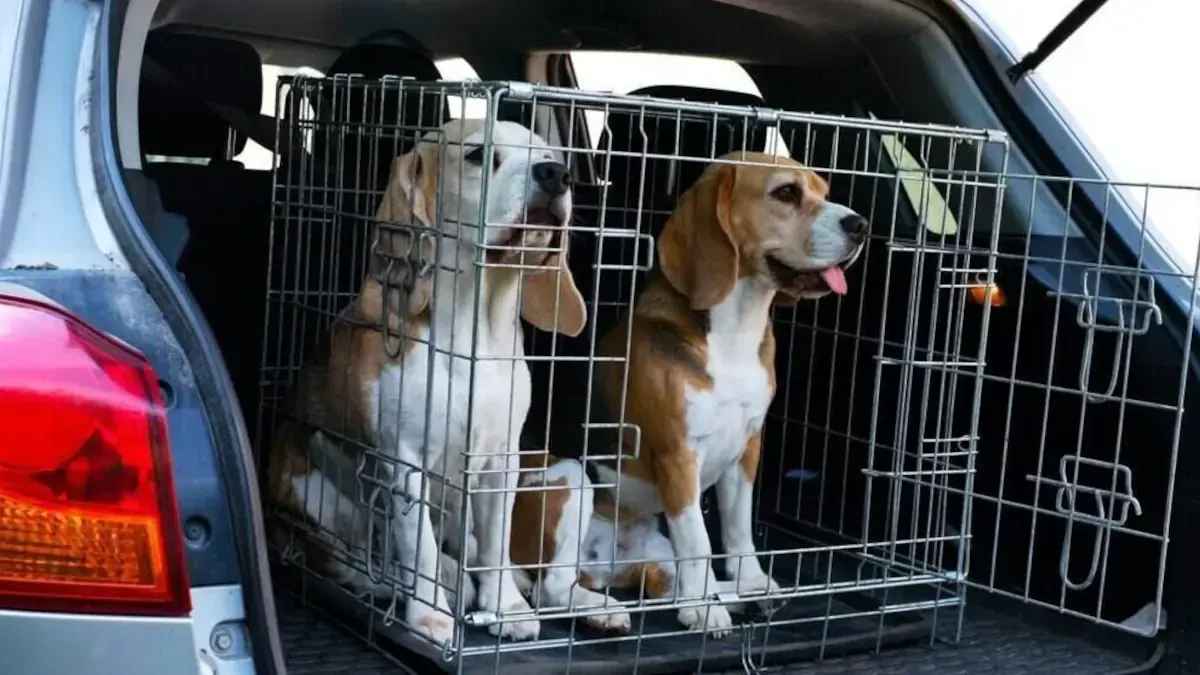 International Pet Shipping