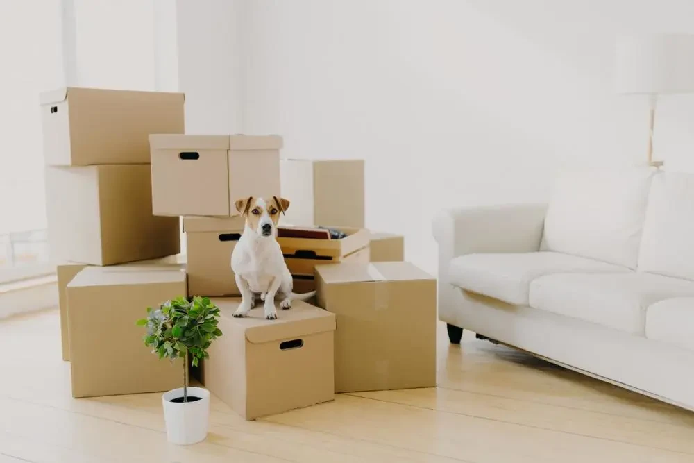 best movers in new albany oh