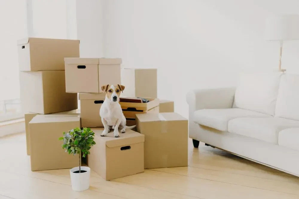 best movers in spurgeon tn