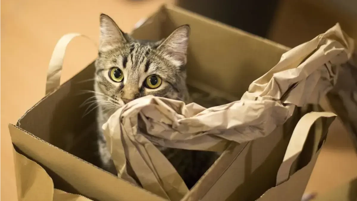 Moving Overseas with a Cat