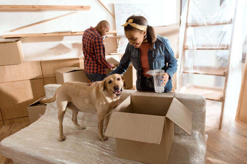 Transport Services Pet Safe Transport Pet Movers Pet Transport